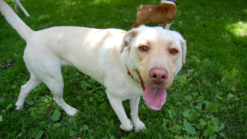 Lisle Dog Training at Canine Peace of Mind