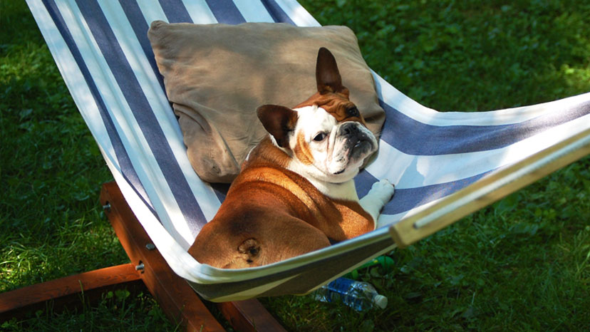 Lisle Puppy Training at Canine Peace of Mind
