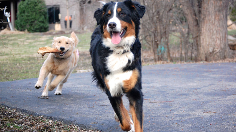 Naperville Dog Training at Canine Peace of Mind