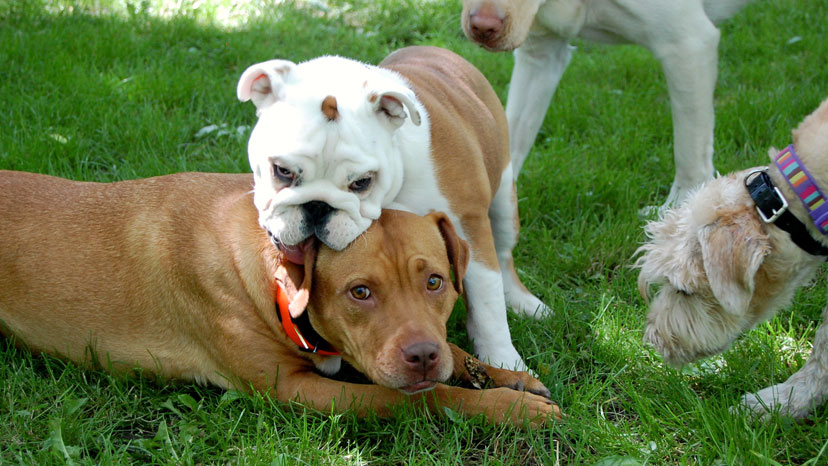 Naperville Puppy Training at Canine Peace of Mind