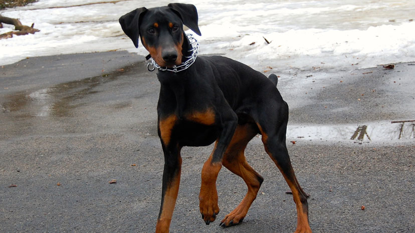 Bartlett Dog Training at Canine Peace of Mind