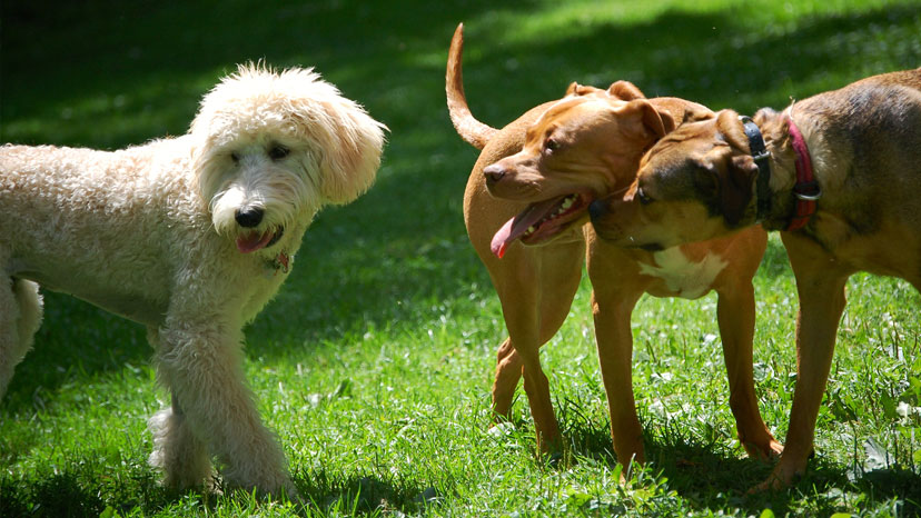 Batavia Dog Training at Canine Peace of Mind