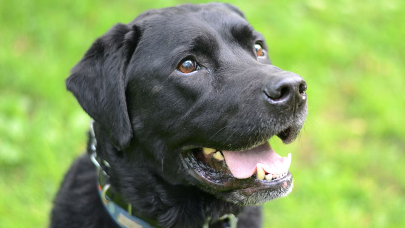 Batavia Puppy Training at Canine Peace of Mind