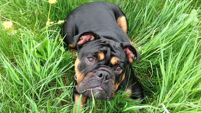 Bloomingdale Puppy Training at Canine Peace of Mind