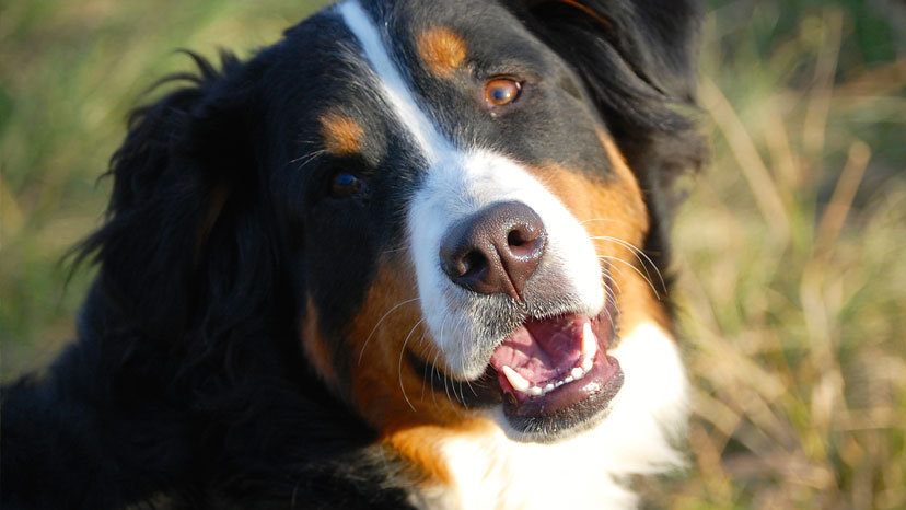 Carol Stream Dog Training at Canine Peace of Mind