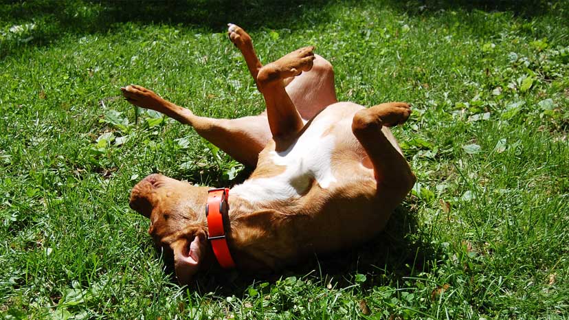 Carol Stream Puppy Training at Canine Peace of Mind