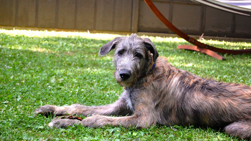Geneva Dog Training at Canine Peace of Mind