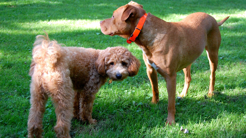 Highland Park Puppy Training at Canine Peace of Mind