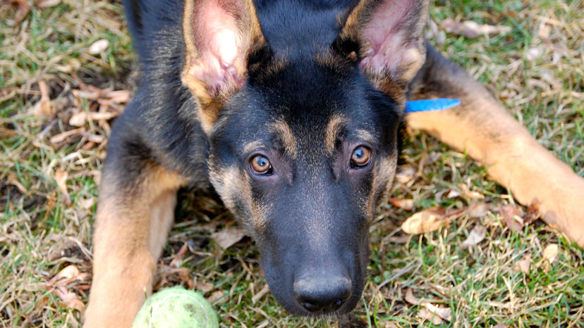 Lake Forest Puppy Training at Canine Peace of Mind