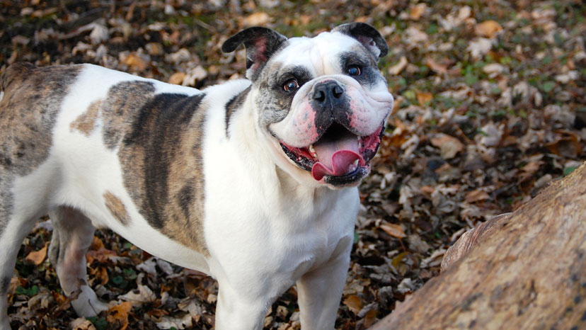 Lake Forest Puppy Training at Canine Peace of Mind