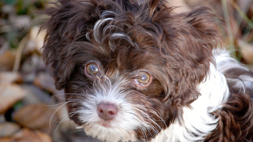 St. Charles Dog Training at Canine Peace of Mind