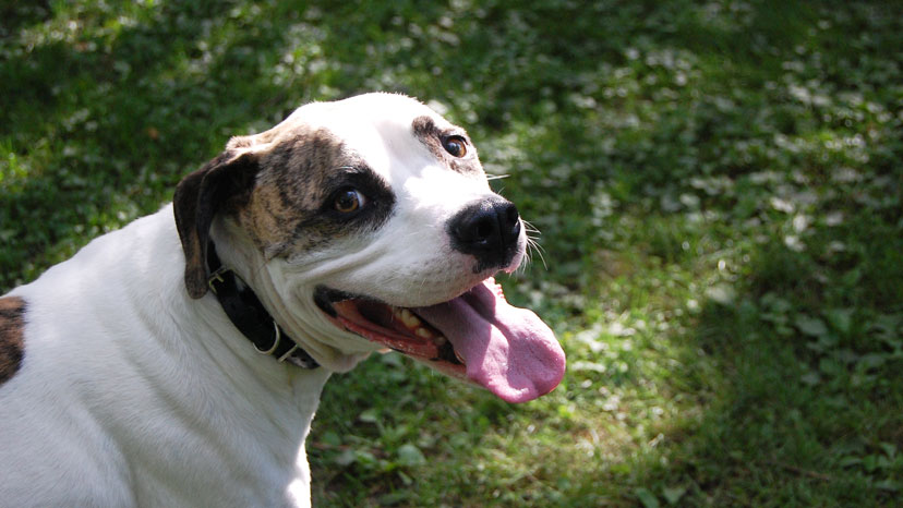 Warrenville Dog Training at Canine Peace of Mind