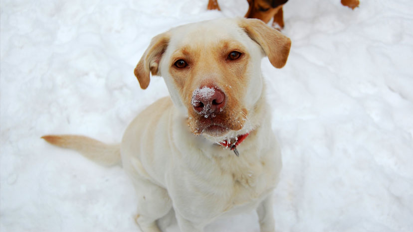 Westmont Dog Training at Canine Peace of Mind