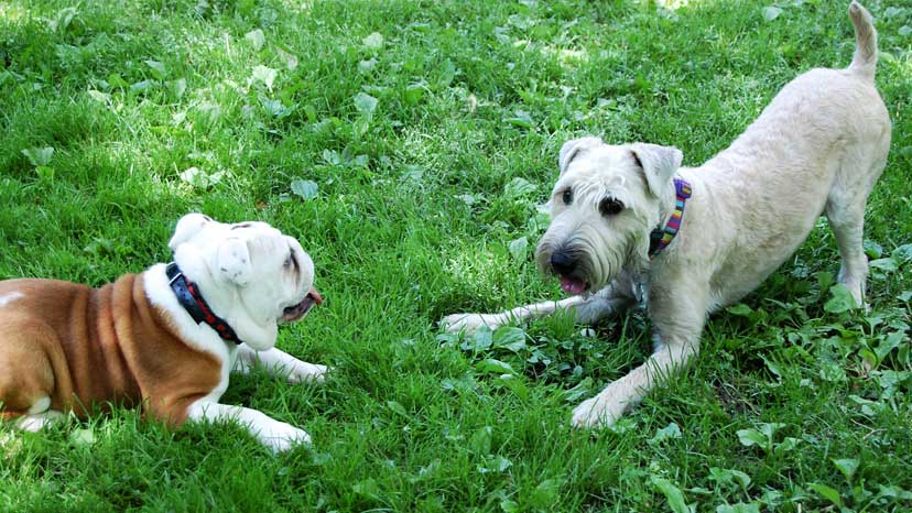 Westmont Puppy Training at Canine Peace of Mind