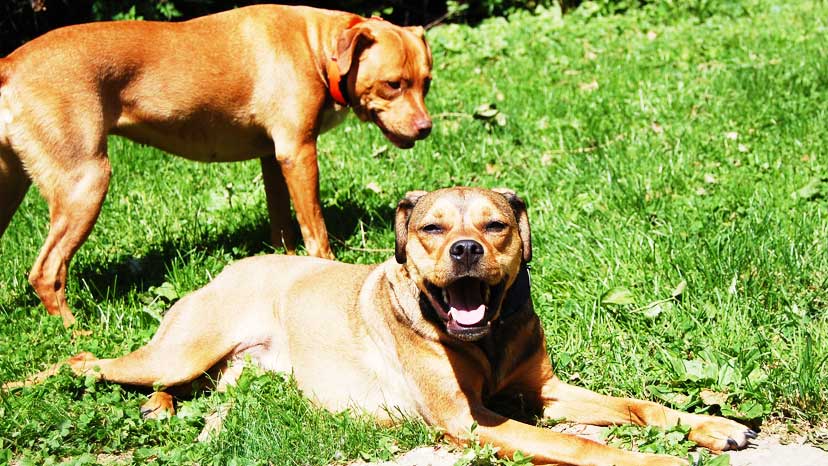 Wheaton Dog Training at Canine Peace of Mind