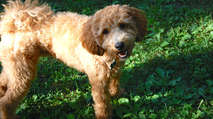 Wheaton Puppy Training at Canine Peace of Mind
