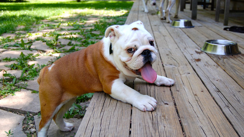 Willowbrook Dog Training at Canine Peace of Mind