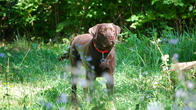Willowbrook Puppy Training at Canine Peace of Mind