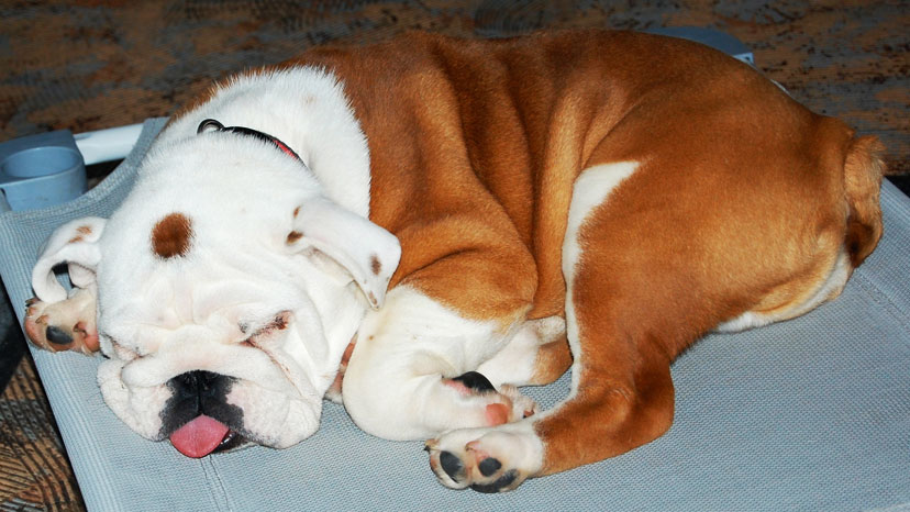 Winfield Dog Training at Canine Peace of Mind