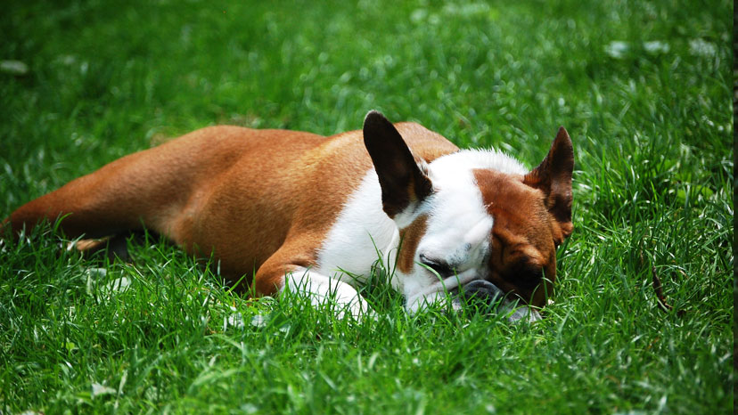 Winnetka Dog Training at Canine Peace of Mind