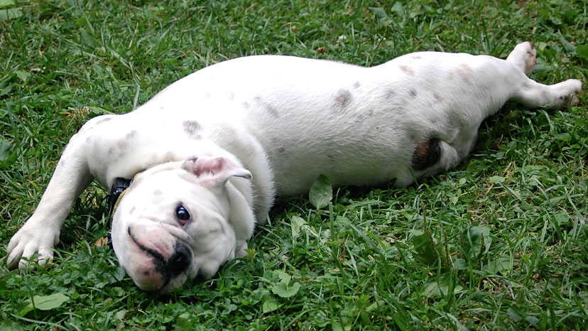 Woodridge Dog Training at Canine Peace of Mind