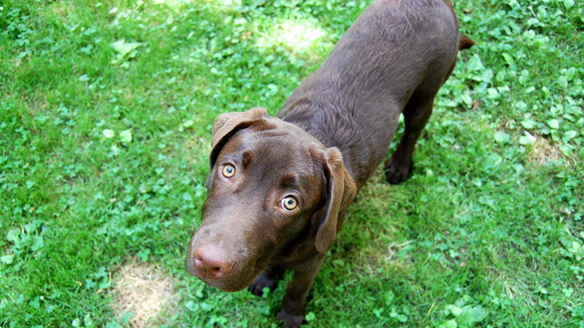 Woodridge Puppy Training at Canine Peace of Mind