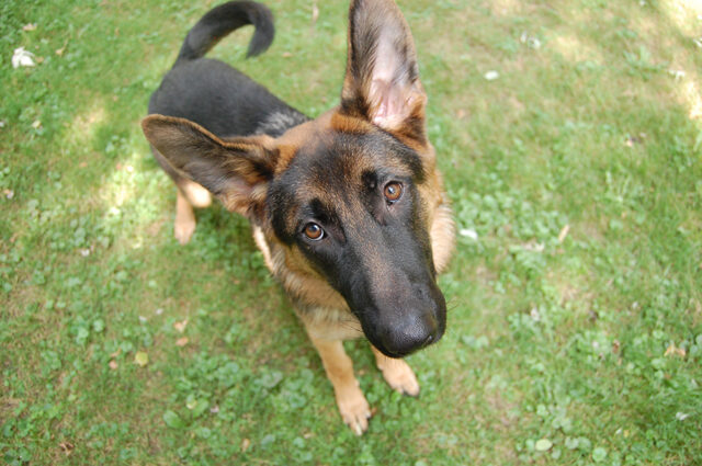 dog owner's guilt