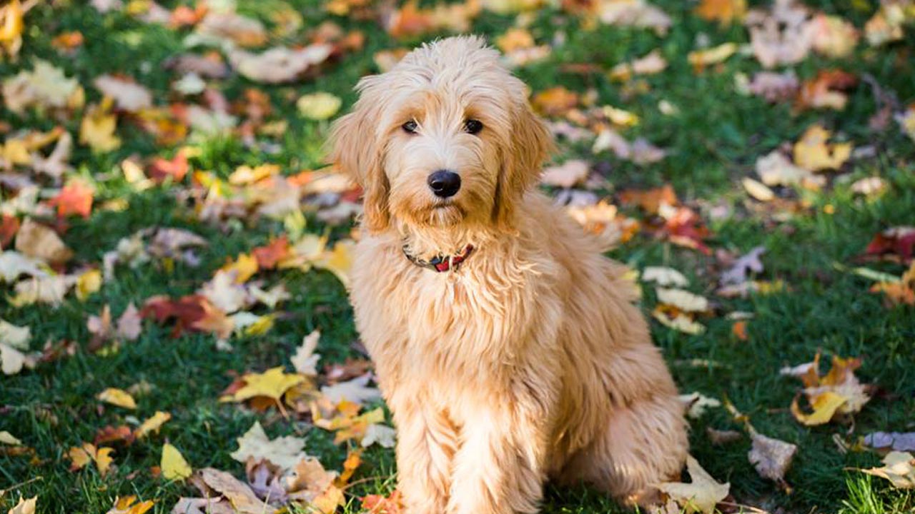Ani. Trained Goldendoodle at Canine Peace of Mind
