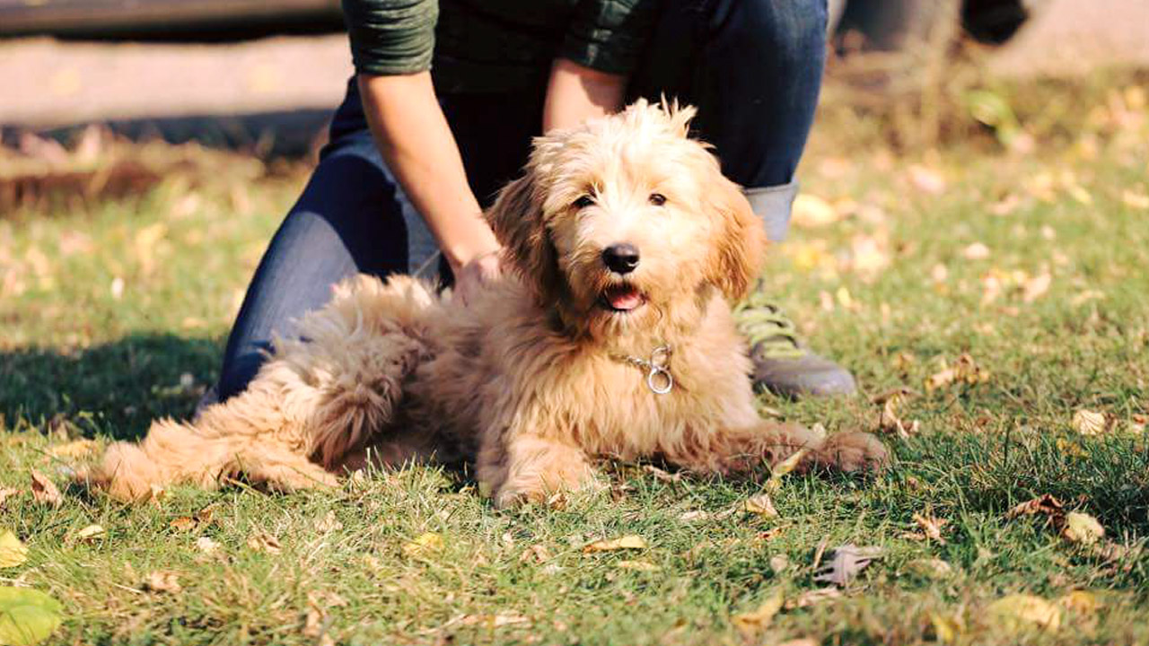 Trained Goldendoodle for Sale, Ani