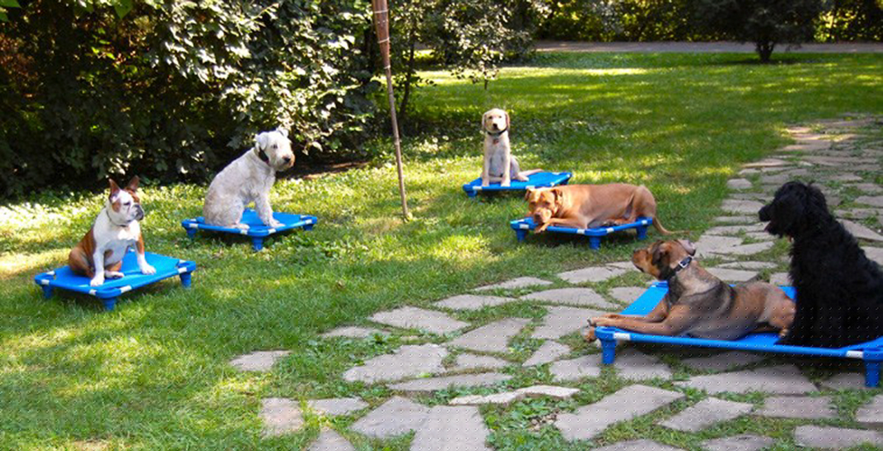 Chicago Dog Trainers - Canine Peace of Mind