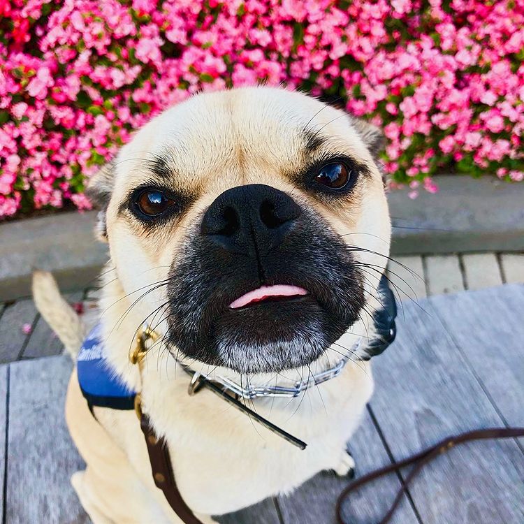 Dog Daycare with Training