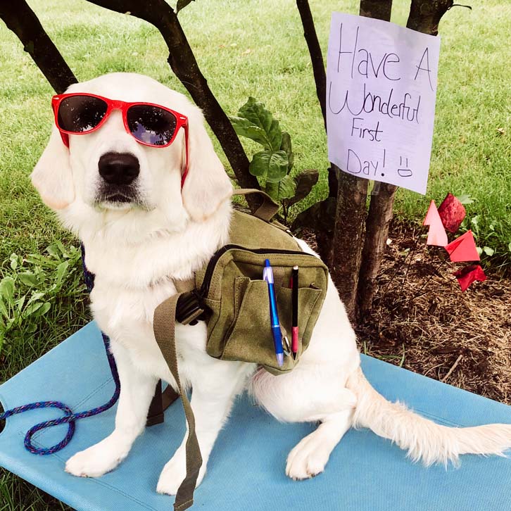 Dog Daycare with Training