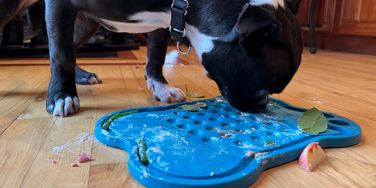 Getting Started with a Healthy Diet for Dogs