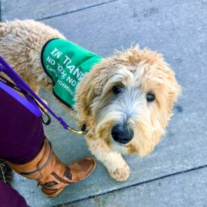 Dog Daycare with Training