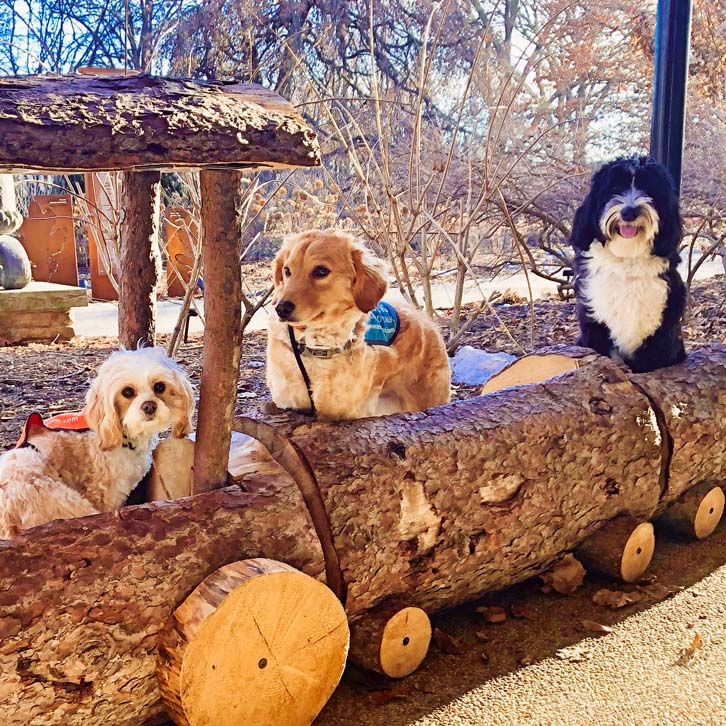 4-Week Dog Boarding and Training Program