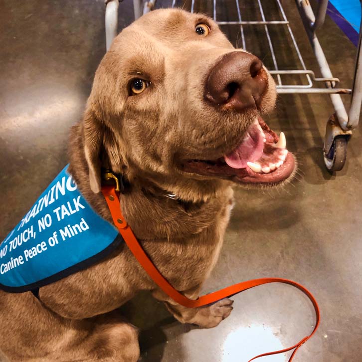 Canine Peace of Mind Newsletter Subscribe