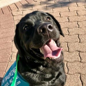 Canine Peace of Mind Testimonials