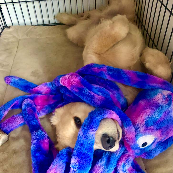 How Long Should Dogs Be Crated At Night