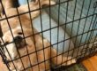 Crating a Dog - Why You Should Stop Feeling Guilty - Canine Peace of Mind