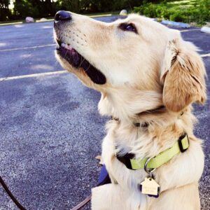 Second and Third Lessons - Private Dog Training Lessons