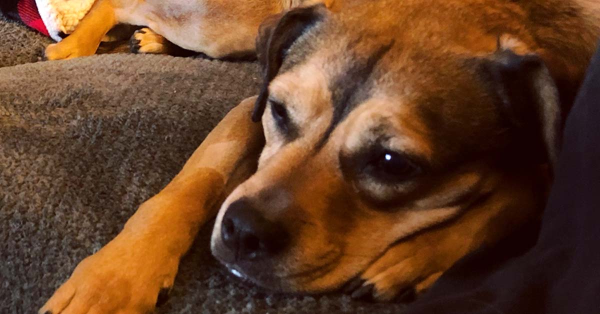 8 Things to Do With Your Dog While You Wait for Spring