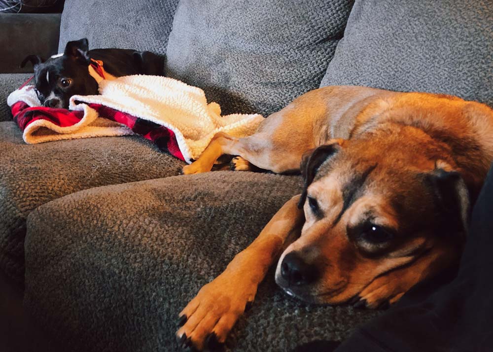 Looking for something to do with your dog while you wait for Spring? We’ve got some suggestions