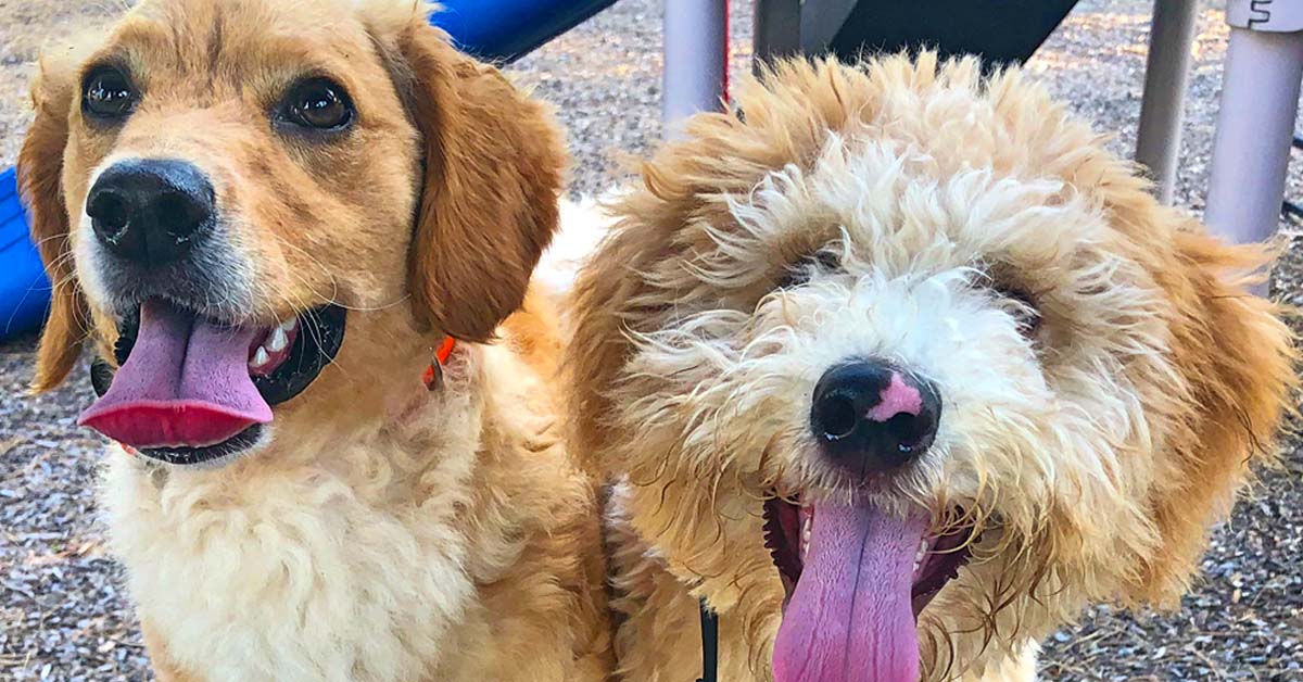 Getting Your Dog to Behave in Public featured