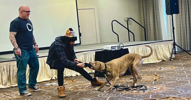 Lucas working with Jay Jack and Mango - Canine Peace of Mind