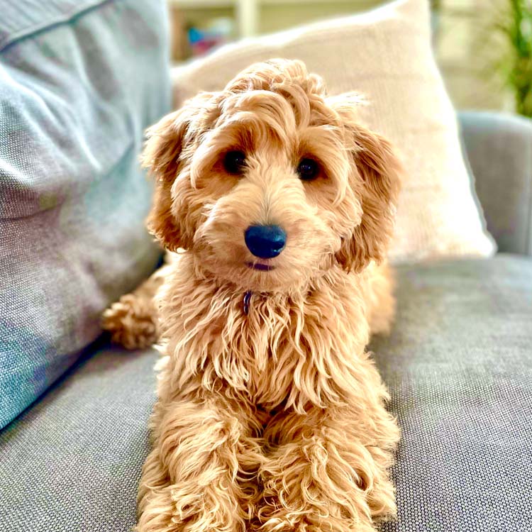 Puppy Preschool - Canine Peace of Mind Dog Training Services
