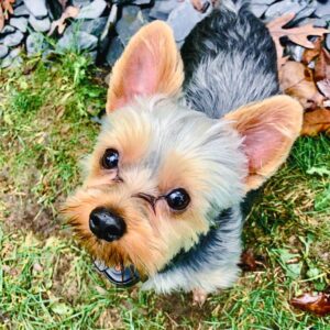 Puppy Preschool at Canine Peace of Mind in Naperville and West Chicago