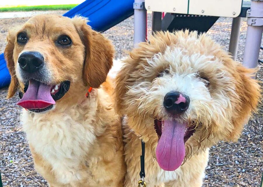 Tips for Getting Your Dog to Behave in Public.