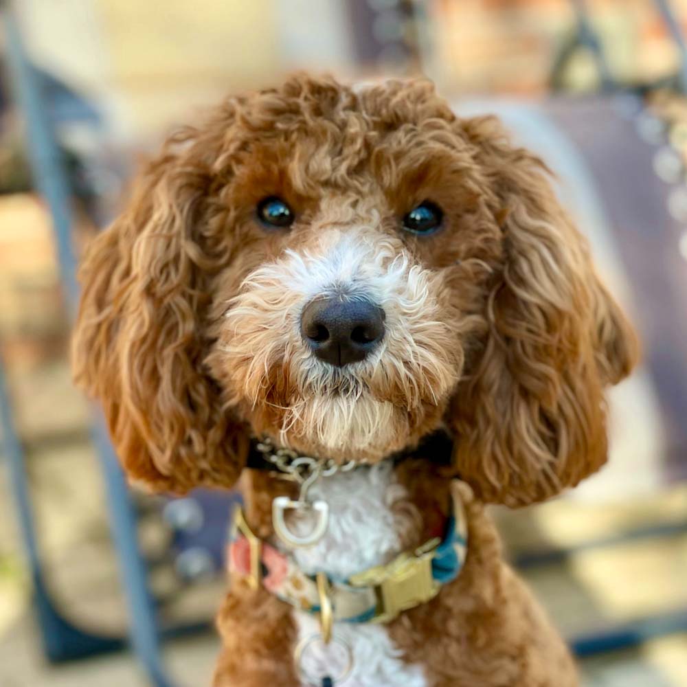 Trouble Getting Your Dog to Behave in Public?