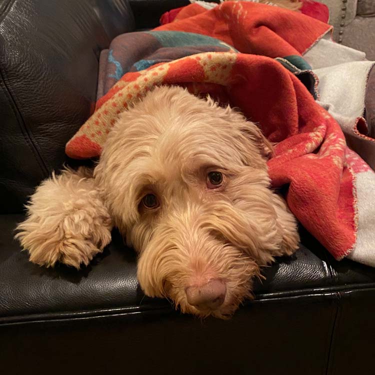 Conquering the fear - dog is afraid of thunderstorms