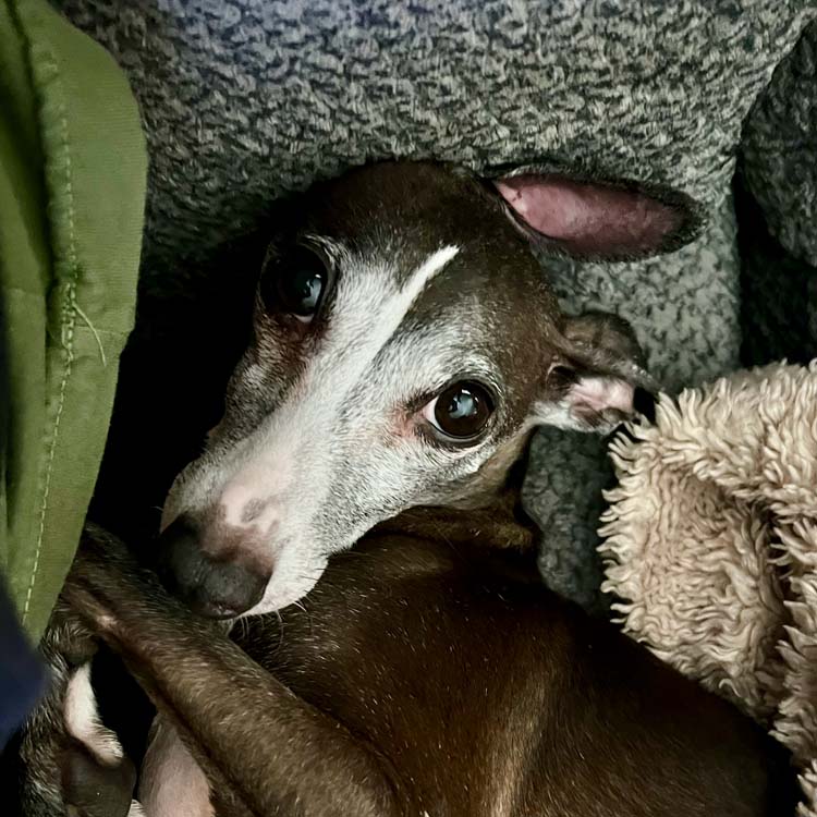 If your dog is afraid of storms